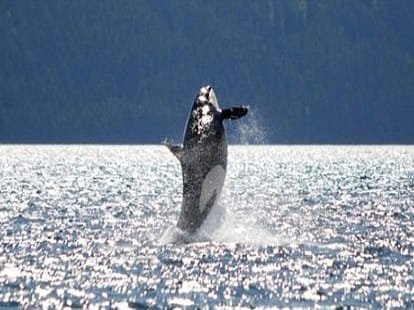 special lnguage of sperm whales