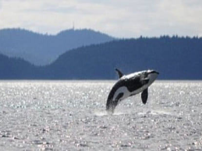 world's oldest whale