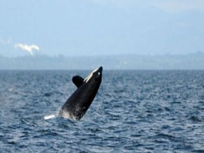world's oldest whale