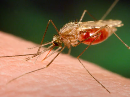 malaria: shortage of medicine in himachal.