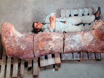 titanosauras fossil found