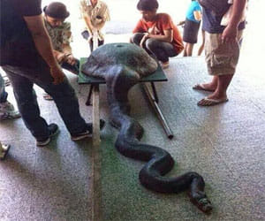 python swallows wok