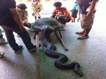 python swallows wok