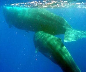 special lnguage of sperm whales