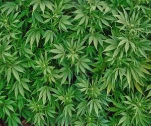 harish rawat gave instructions of licensing cannabis cultivation.