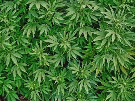 Cannabis production will be legal
