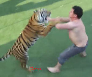 fight between man and tiger in up