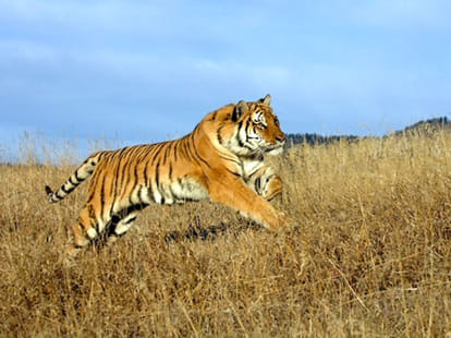 tiger kills a man in sundervan