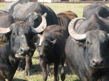 innocent sent to jail in azam buffalo theft