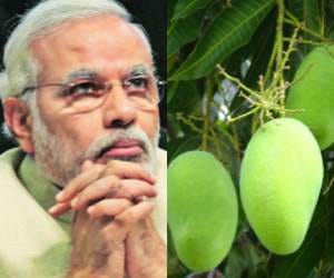 kalimullah dedicates mango to modi