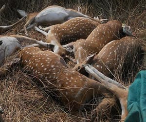 deer body was found in suspicious circumstances