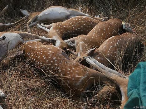chhattisgarh poaching deer