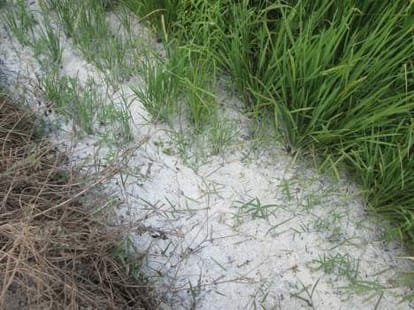 polluted water in udhamsingh nagar