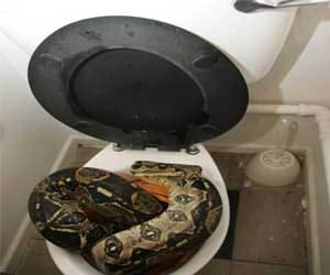 snake bites on women's bum