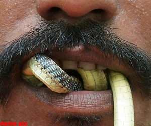 drunk man ate snake, died