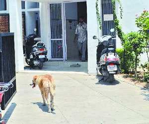 Dogs Terror in Chandigarh