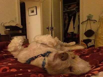 dog cuts on women's butt