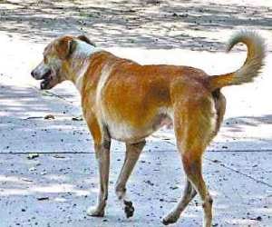 two children killed by dogs