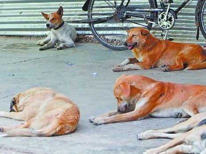 stray dogs eat dead body of newborn