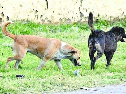 Exploitation of dogs became big problem for a man