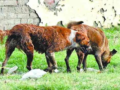 snake bite and dog bite cases increase in summer 