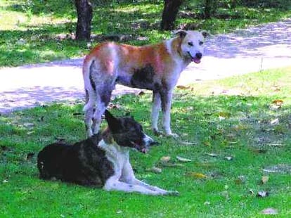 Street Dogs Attack on Little Girl