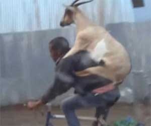 man gives a goat a back ride