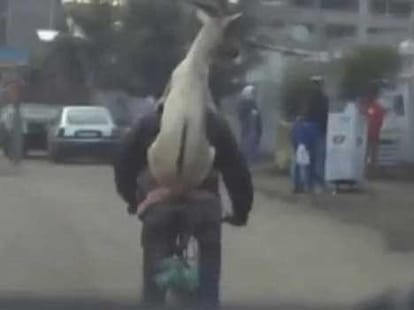 man gives a goat a back ride