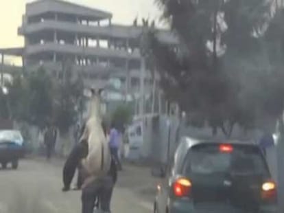 man gives a goat a back ride
