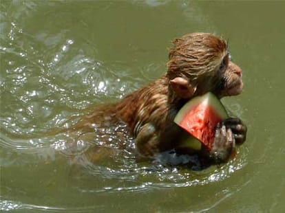 extreme hot weather and solution