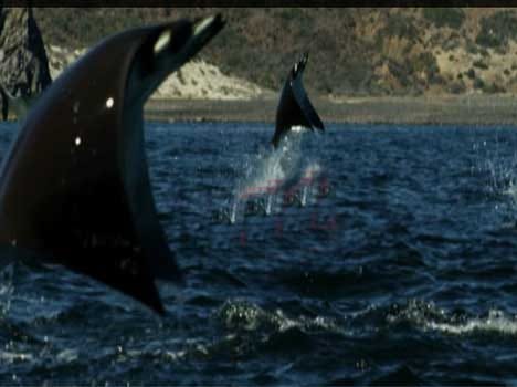fish that can fly