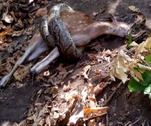 Nilgai could not save the baby dragon