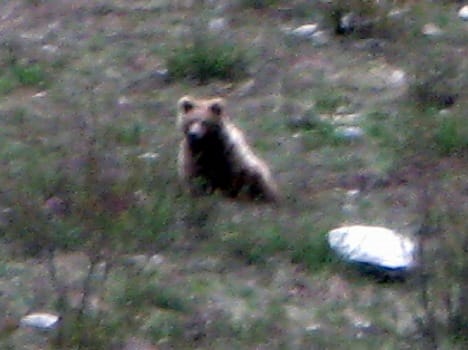 brown beer in gangotri national park