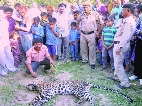 incident in una : leopard died after attack