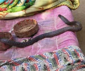 Snake took revenge for death of his partner