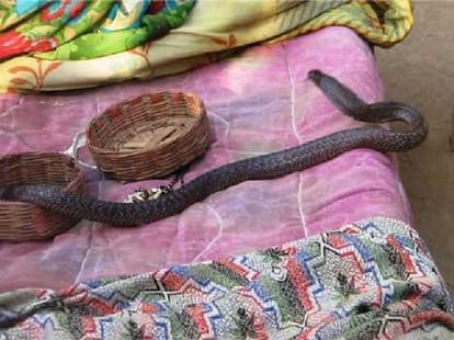 snake bite two girl