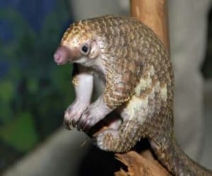 pangolin smuggler arrested.