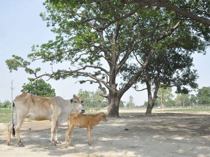 gangrape and murder in bahraich