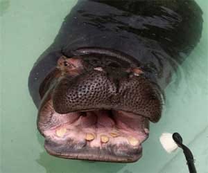 hippo's teeth getting a brush