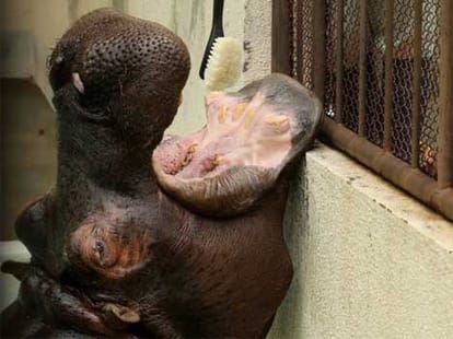 hippo's teeth getting a brush