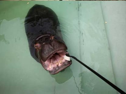 hippo's teeth getting a brush