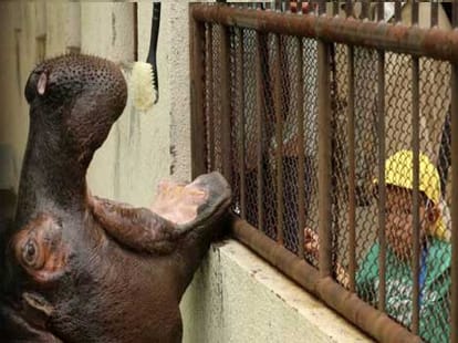 hippo's teeth getting a brush