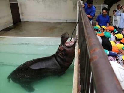 hippo's teeth getting a brush