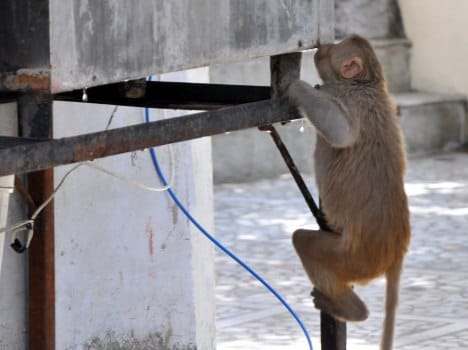 monkey injures 18 school children in Jammu