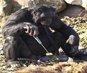meet kanzi, world's most intelligent chimp