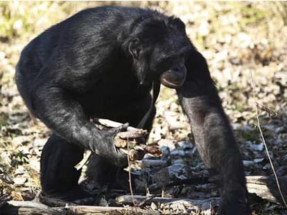 meet kanzi, world's most intelligent chimp