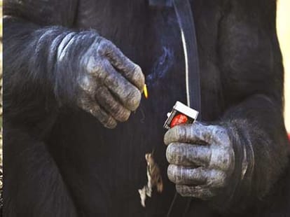 meet kanzi, world's most intelligent chimp