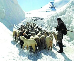gujjar bakarwal migrating towards field
