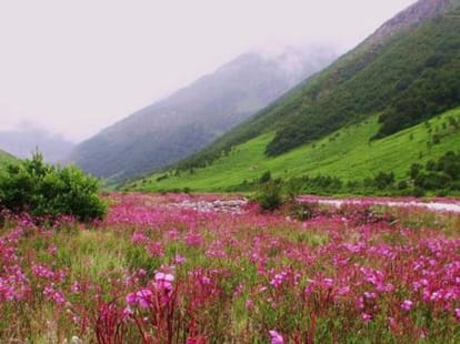 valley of flower in uttarakhand