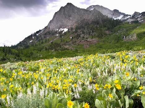 valley of flower in uttarakhand